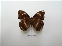 藏品(幻蛺蝶)的圖片